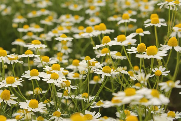 a group chamomile flowers in the rural countryside in the netherlands in springtime