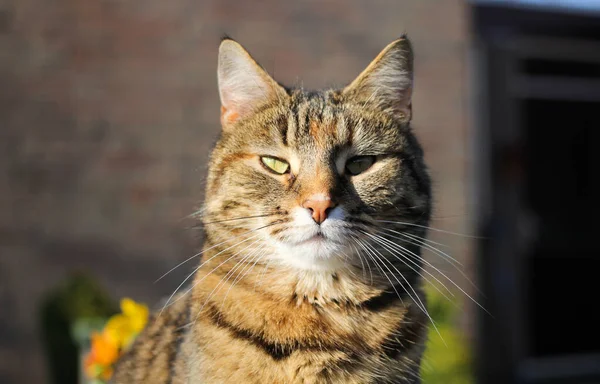 Portrait Cute Brown Domestic Cat Its Face Evening Summer Sunshine — Stock Photo, Image