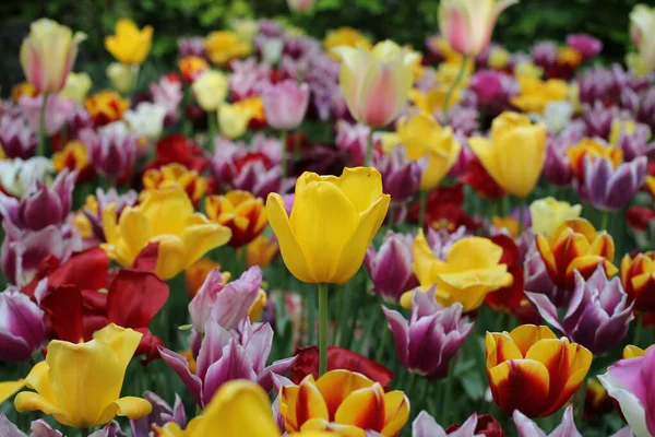 Разнообразие Разноцветных Тюльпанов Садах Кёкенхоф Лиссе Низинах Весной — стоковое фото