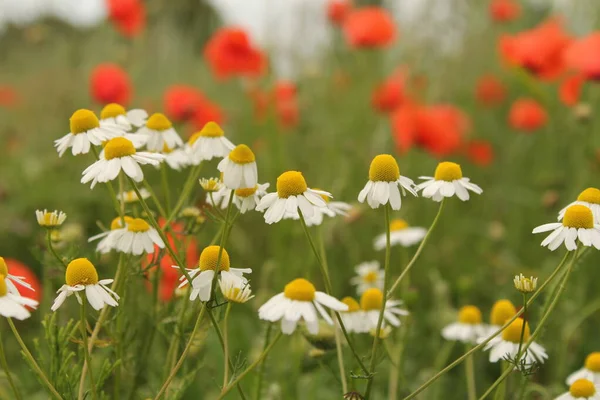 Güzel Papatya Çiçekleri Yakın Planda Kırmızı Gelincikler Yazın Kırsalda — Stok fotoğraf