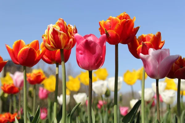 Row Beautiful Red Tulips White Yellow Tulips Blue Sky Background — стоковое фото