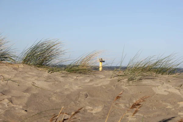 Kiści Trawy Majerankowej Wydmach Piaskowych Cadzand Holland Machają Burzliwym Wiatrem — Zdjęcie stockowe