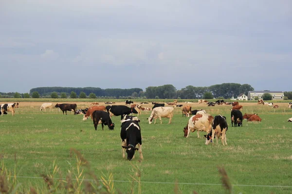 Een Grote Kudde Koeien Staat Grazen Een Groene Weide Nederland — Stockfoto