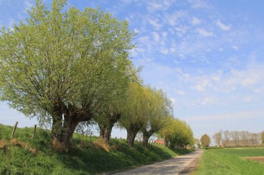 beautiful dutch rural landscape at a sunny day in springtime with a row of old big pollard willows with fresh green leaves at a dike along a road in the countryside and a blue sky in the background clipart