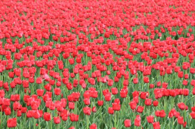 Güzel kırmızı laleler, bahar güneşinin altında Hollanda 'nın kırsalındaki bir ampul tarlasında parıldıyor.