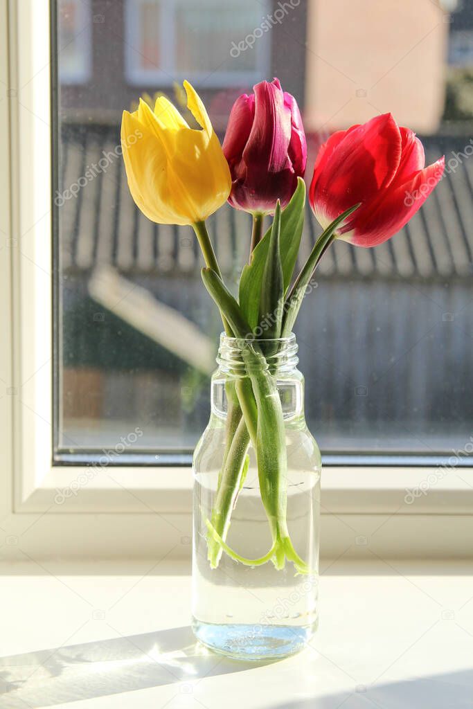 a vase with three tulips at a window sill in front of a window closeup in a dutch house in springtime