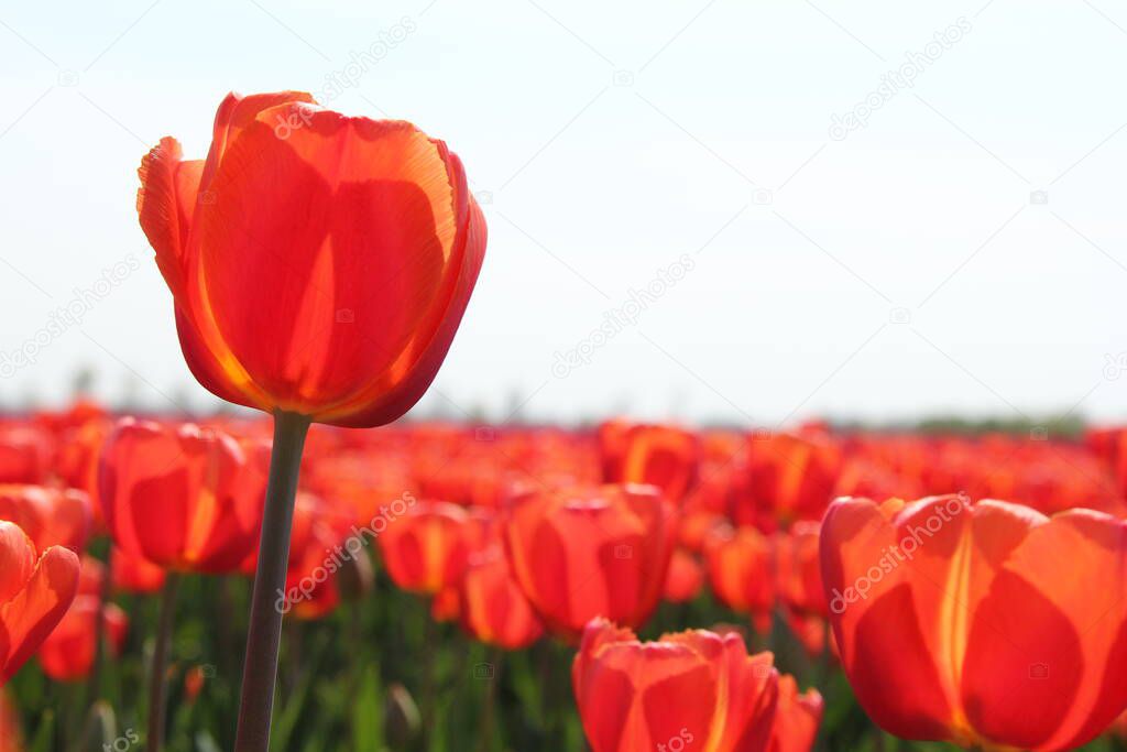 a red tulips closeup in a large bulb field with orange red tulips shining bright in the spring sunshine in the dutch countryside
