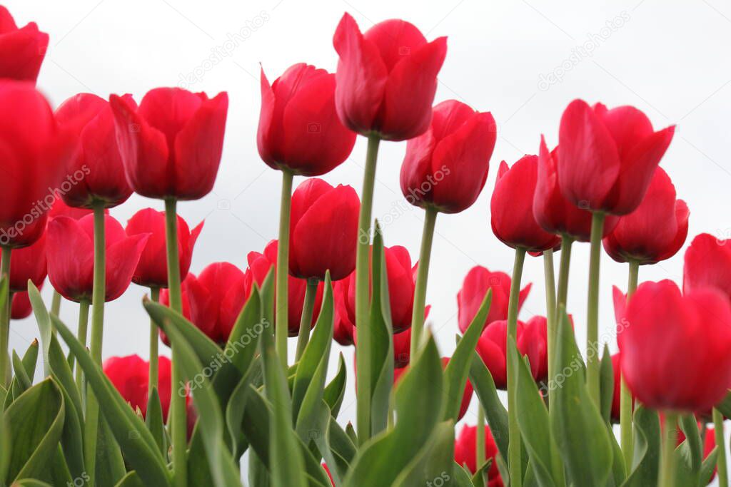 beautiful red tulips closeup in a bulb field in the netherlands in springtime and a white background