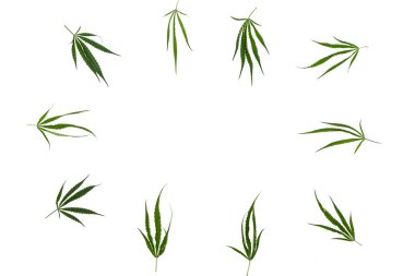 Stüdyoda sanayi keneviri çekmek: fabrikanın tepesi