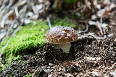 Ormanda mantarlarla dolu çok güzel bir gün.