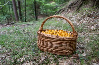 Ormanda mantarlarla dolu çok güzel bir gün.