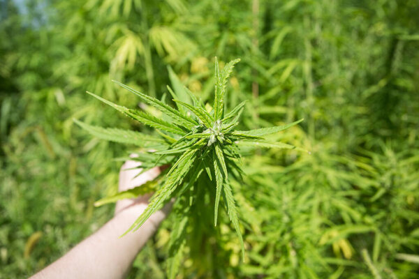 Солнечный день на промышленном конопляном поле
