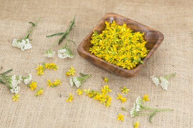 Aziz John otunu delmek çok nadir ve sağlıklı bir bitkidir.