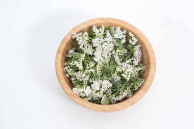 Beyaz arkaplanda Taze Yarrows çiçekleri