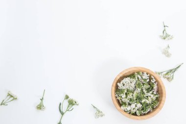 Beyaz arkaplanda Taze Yarrows çiçekleri