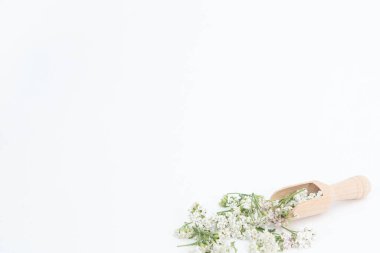 Beyaz arkaplanda Taze Yarrows çiçekleri