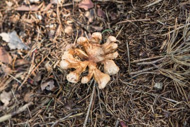 Renkli mantarlı Ormanda Güzel Gün