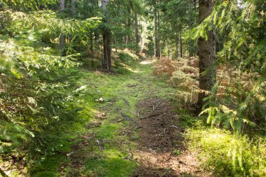Sonbahar orman güneşli bir günde