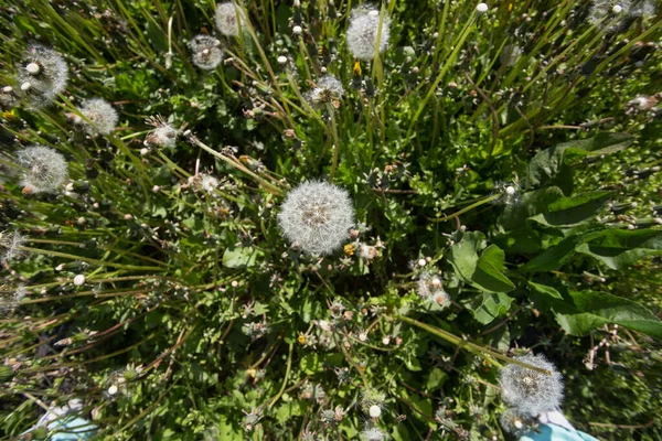 Grown up dandelion flower is full with seeds