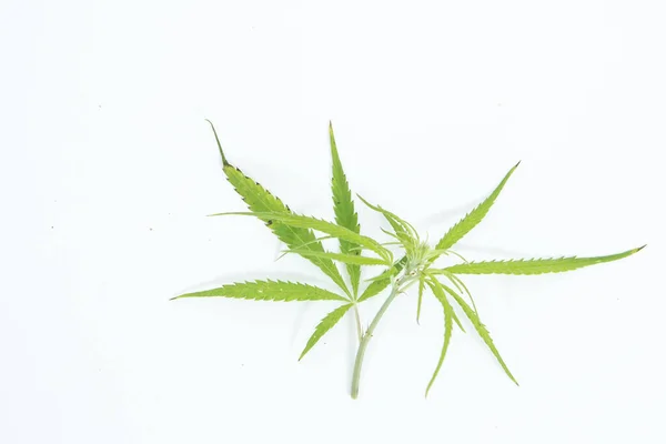 白色背景上的新鲜大麻叶作为装饰 — 图库照片