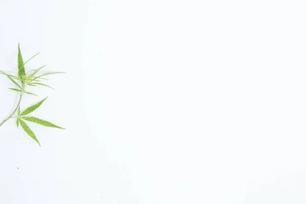 Świeże Konopie Liście Białym Tle Jako Dekoracja — Zdjęcie stockowe
