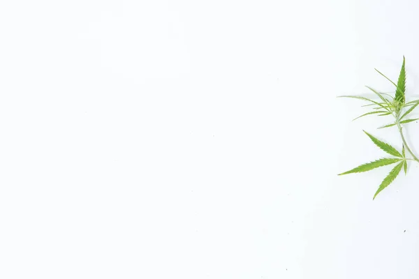Świeże Konopie Liście Białym Tle Jako Dekoracja — Zdjęcie stockowe