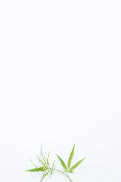 装飾として白い背景に新鮮な麻の葉 — ストック写真