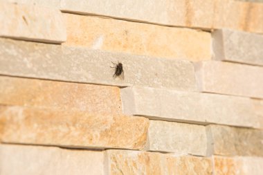 Büyük ev sineği beton duvarda güneşleniyor.. 