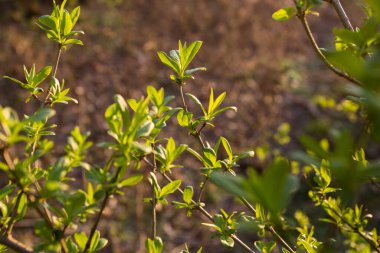 Parktaki ilk bahar yaprakları. Akşam güneşinde. Günün son güneş ışınları