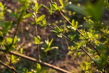 Parktaki ilk bahar yaprakları. Akşam güneşinde. Günün son güneş ışınları