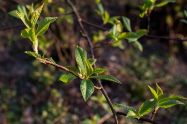 Parktaki ilk bahar yaprakları. Akşam güneşinde. Günün son güneş ışınları