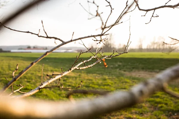 Fresn Spring Branches Leaves Evening Sun — 스톡 사진