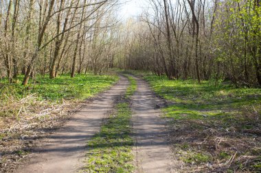 Ormanda birçok renkle güzel bir gün