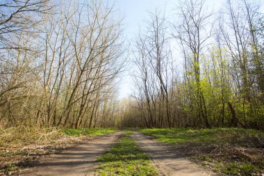 Ormanda birçok renkle güzel bir gün