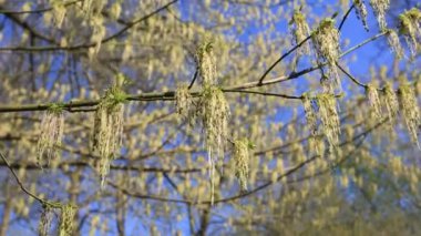 Parktaki ilk bahar yaprakları. Akşam güneşinde. Günün son güneş ışınları
