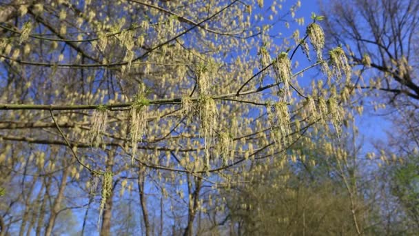 První Jarní Listí Parku Večerním Slunci Poslední Sluneční Paprsky Dne — Stock video