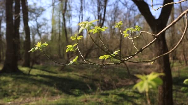 Πρώτα Ανοιξιάτικα Φύλλα Στο Πάρκο Στον Απογευματινό Ήλιο Τελευταία Ηλιαχτίδες — Αρχείο Βίντεο