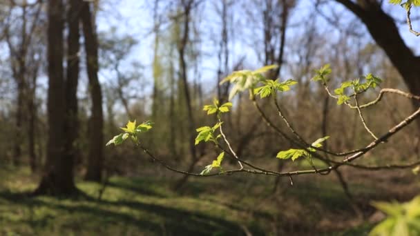 Első Tavaszi Levelek Parkban Esti Napon Nap Utolsó Napsugarai — Stock videók