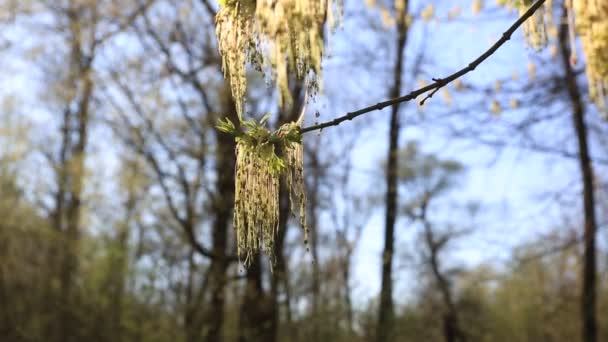 Eerste Lente Vertrekt Het Park Avondzon Laatste Zonnestralen Van Dag — Stockvideo