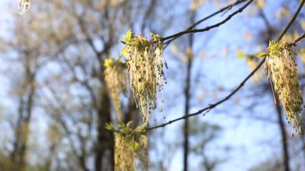 Eerste Lente Vertrekt Het Park Avondzon Laatste Zonnestralen Van Dag — Stockvideo