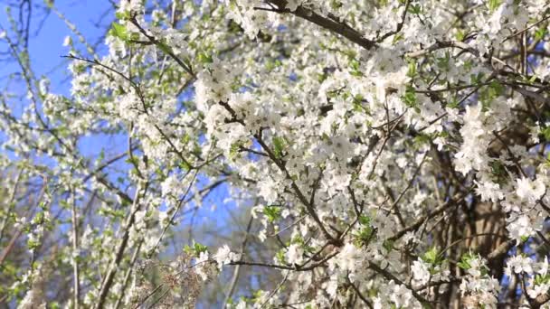 Прекрасная Белая Вишня Цветет Ветвях Расцветают Прежде Получают Листья Соседского — стоковое видео