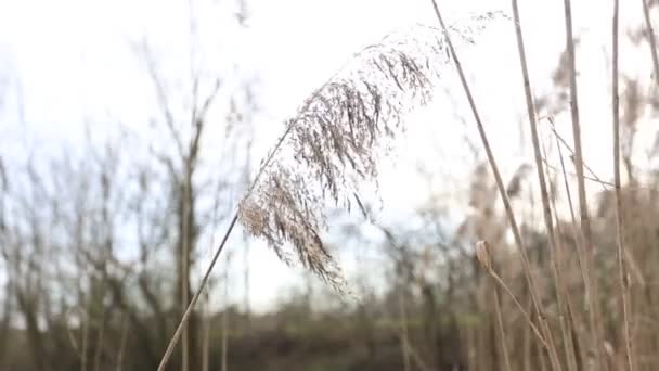 Primeira Primavera Sai Parque Sol Noite Últimos Raios Sol Dia — Vídeo de Stock