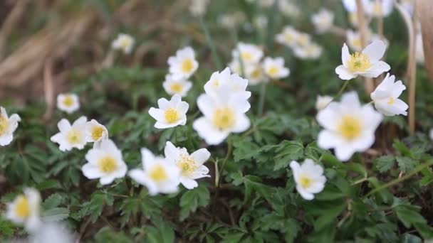 風の中で野生の花 私の好きな最初の花の一つ 公園で — ストック動画