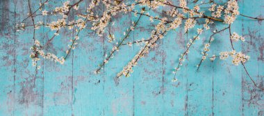 Dallarda güzel beyaz kiraz çiçekleri var. Yaprakları almadan önce çiçek açıyorlar. Yeşil ahşap arka planda