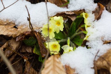 Karla kaplı ilk kır çiçekleri. Mart 'ın sonlarında kar yağar
