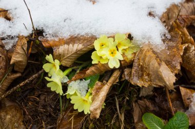 Karla kaplı ilk kır çiçekleri. Mart 'ın sonlarında kar yağar