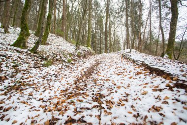 Orman karla kaplanmış ve güneş tarafından parlak bir şekilde aydınlatılmış. Mart 'ta bahar güneşi