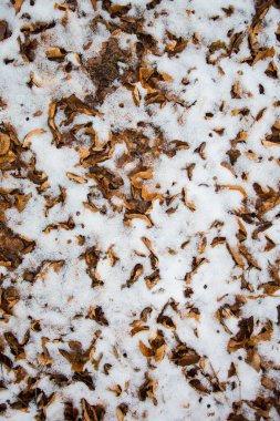 Karla kaplanmış ve güneşin aydınlattığı çok renkli yapraklar.