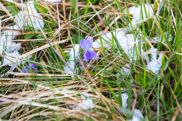 Первые дикие фиалки, покрытые снегом. Поздний снег в марте
