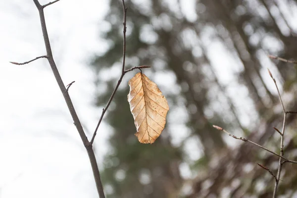 Herbstblätter Der Birke Immer Noch Fest Auf Dem Zweig Trockenes — Stockfoto